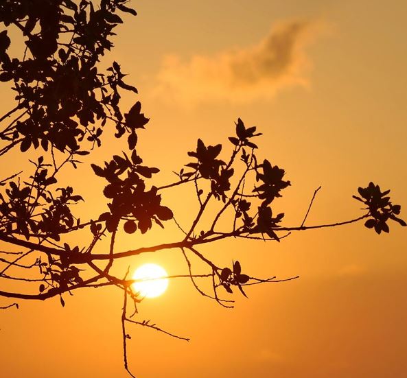 Sonnenaufgang und ein Baum im Vordergrund